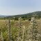 A Botos-hegy felhagyott kőbányája (Balatonhenye)